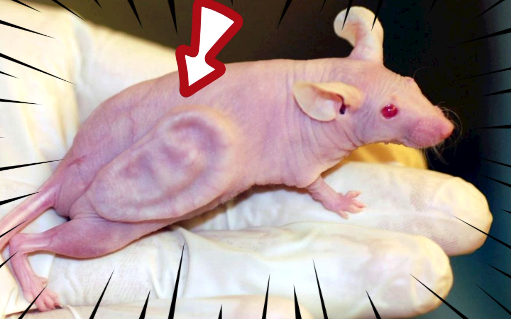 活老鼠身上不仅能长耳朵,还能长豆苗_哔哩哔哩_bilibili