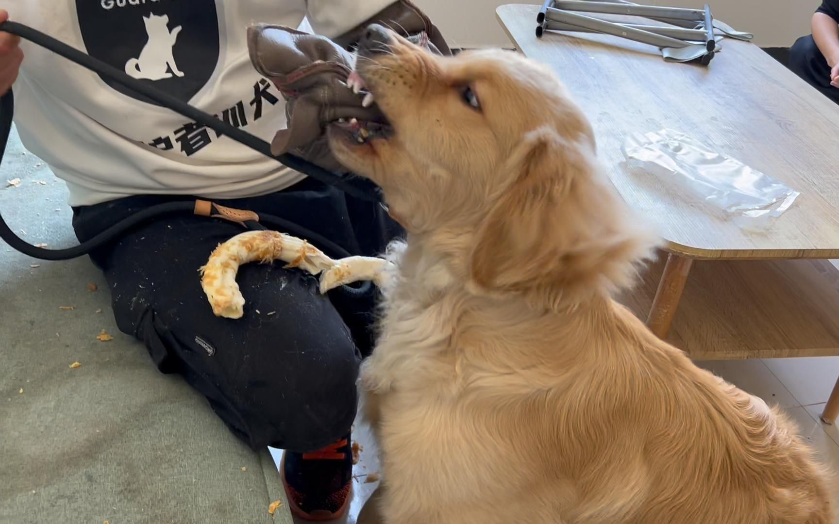 六个月金毛护食咬人吃东西只在自己主人怀里吃