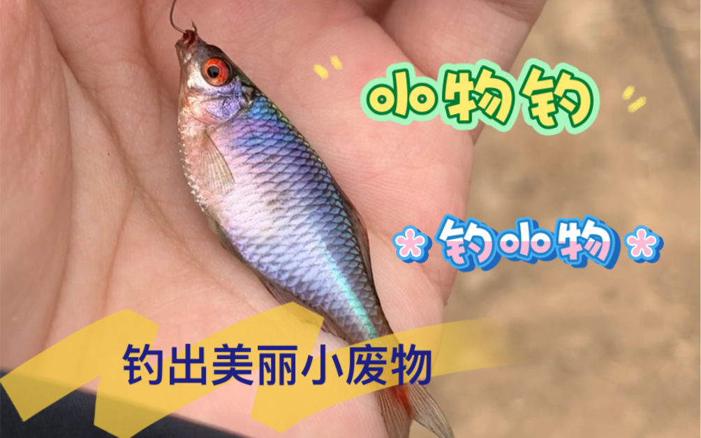 小物钓 钓小物 钓出美丽小废物哔哩哔哩bilibili