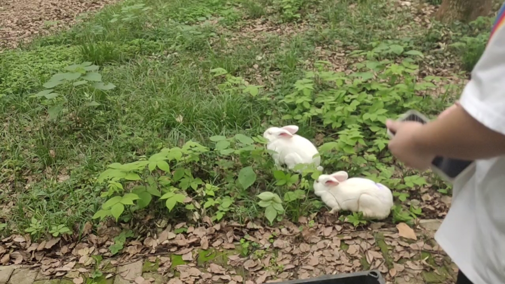 可爱的小兔子放生吧