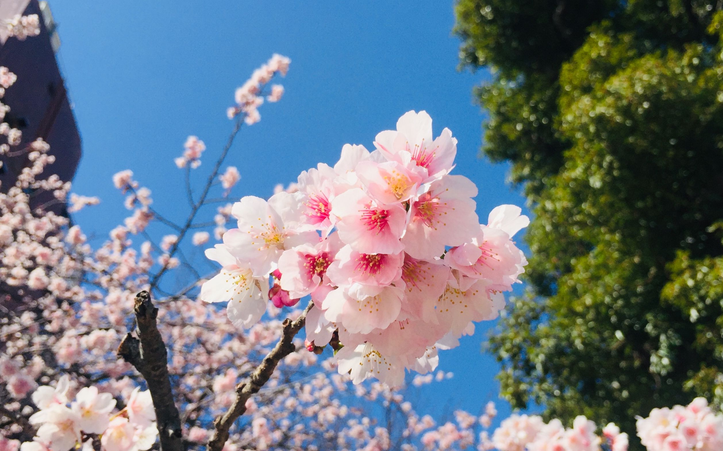 东京樱花高清壁纸图片