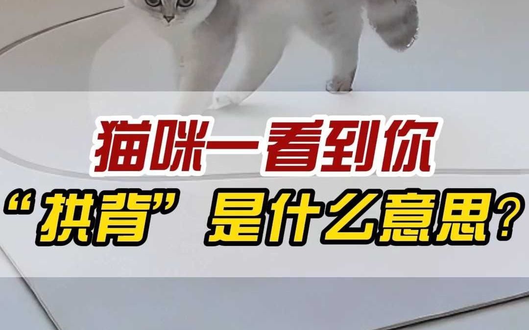 为什么猫猫一看到你就拱背?哔哩哔哩bilibili