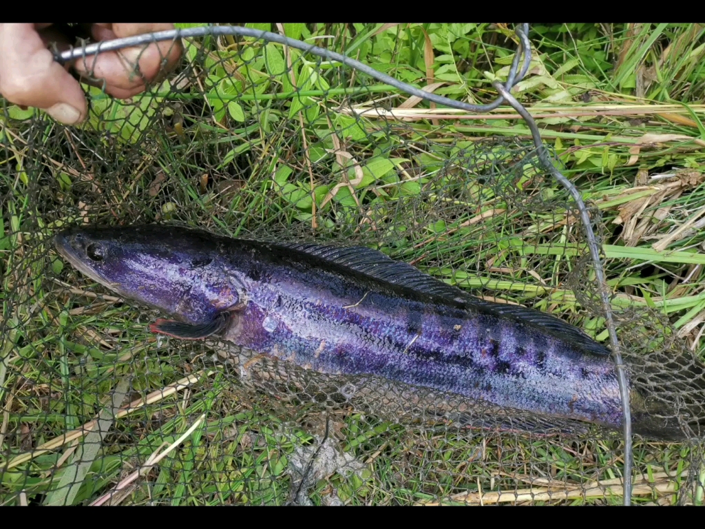 大鉛筆(小盾鱧)飼養在室外魚塘,紫色髮色