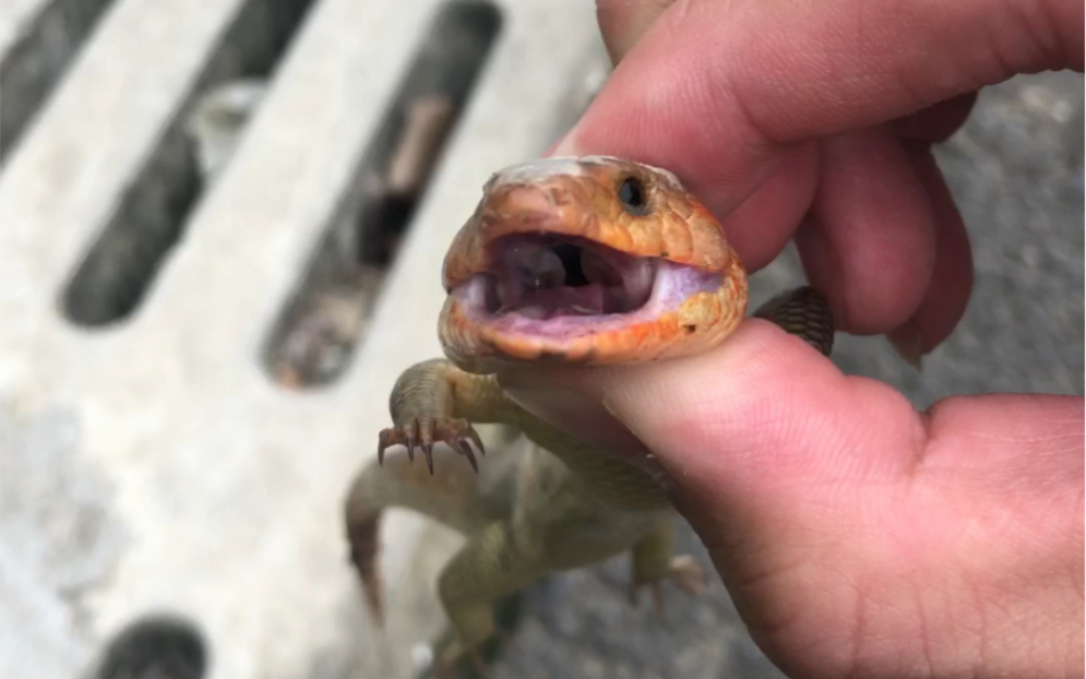 蜥蜴是没有牙齿的_哔哩哔哩_bilibili