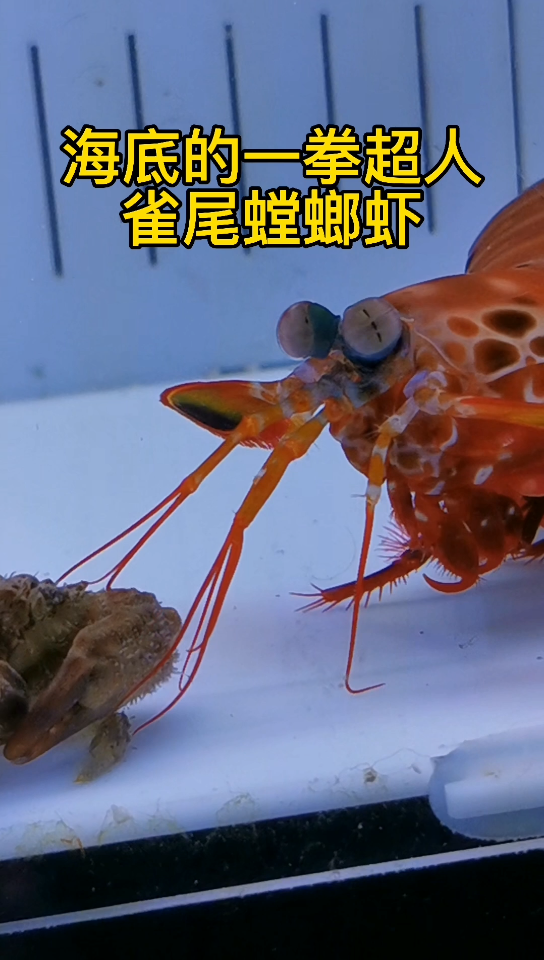 雀尾螳螂虾打碎图片