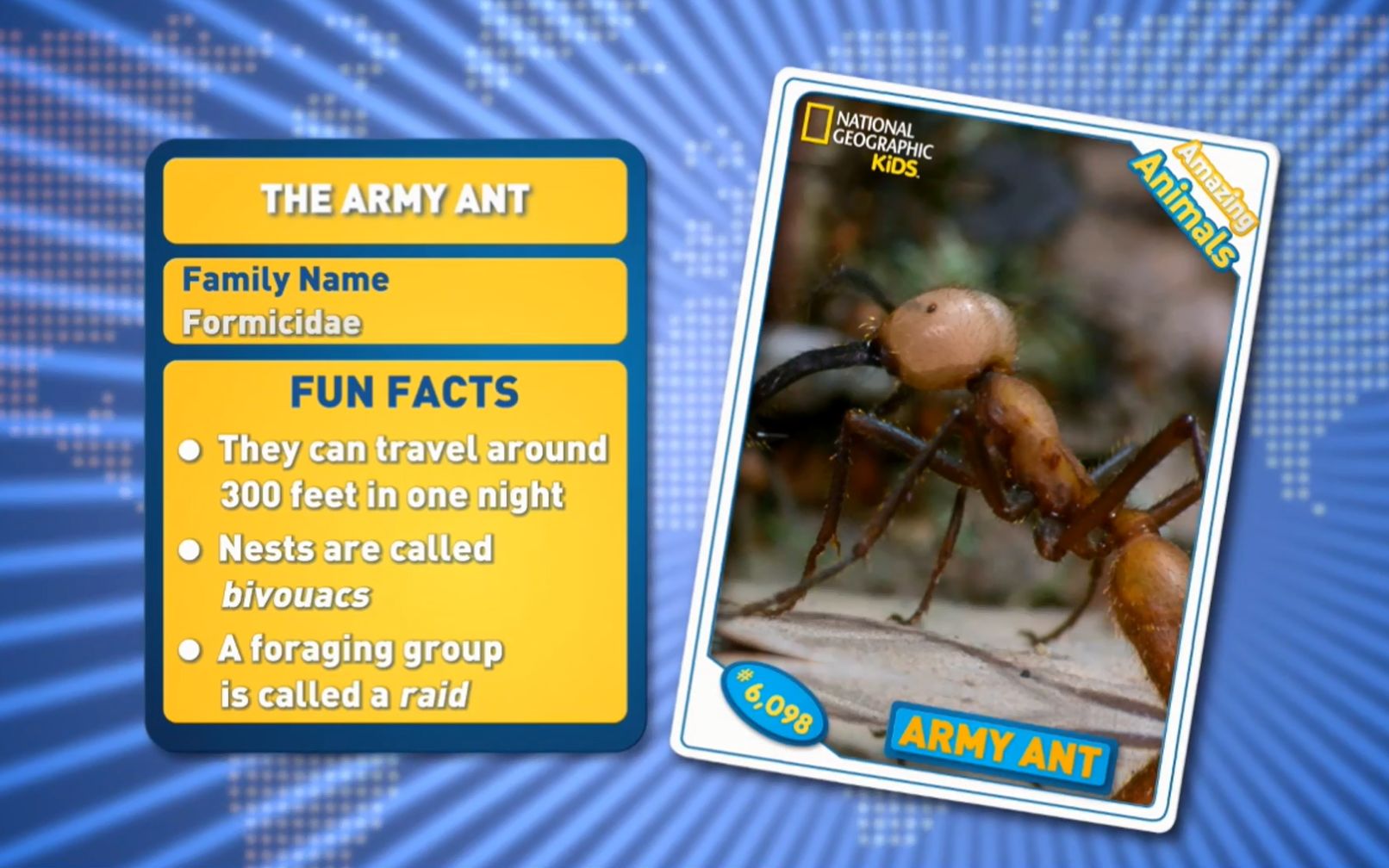 [图]Army Ant -Amazing Animals 神奇的动物