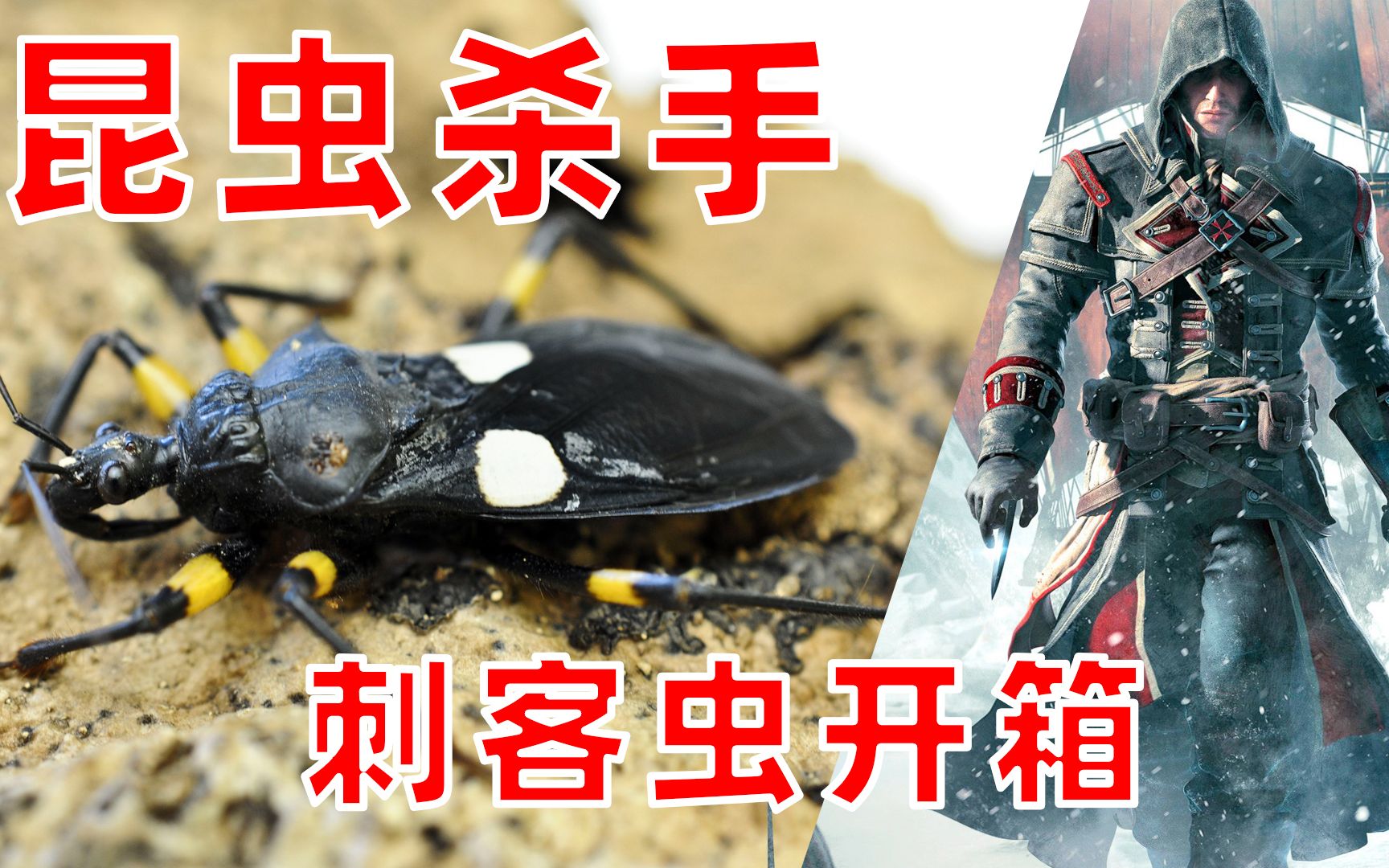 【昆虫杀手】传说中的刺客虫开箱,一出来就开车了!