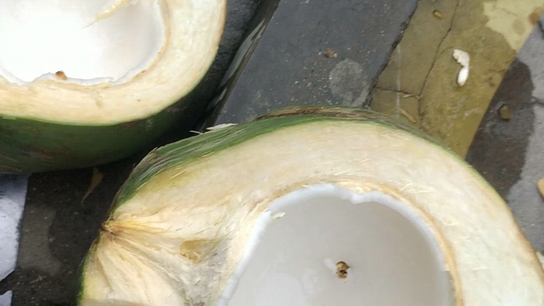 椰子内部真薄真软_哔哩哔哩_bilibili