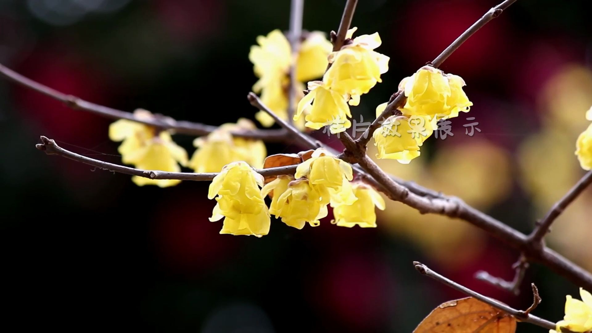 a4082k超高清画质唯美小清新黄色金色梅花盛开花海花圃花朵鲜花盛开