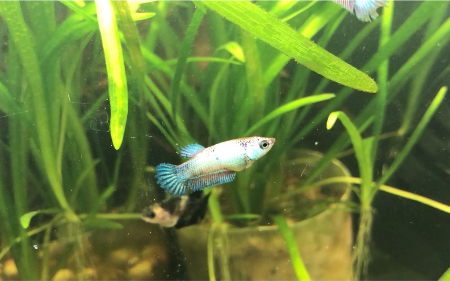 斗鱼苗成长记录20.10.29