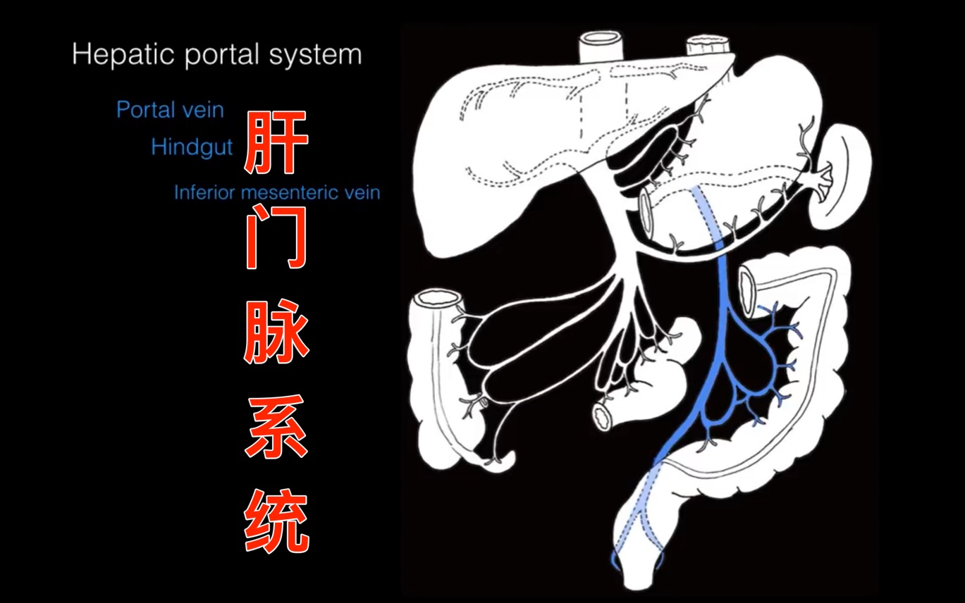 肝门脉系统