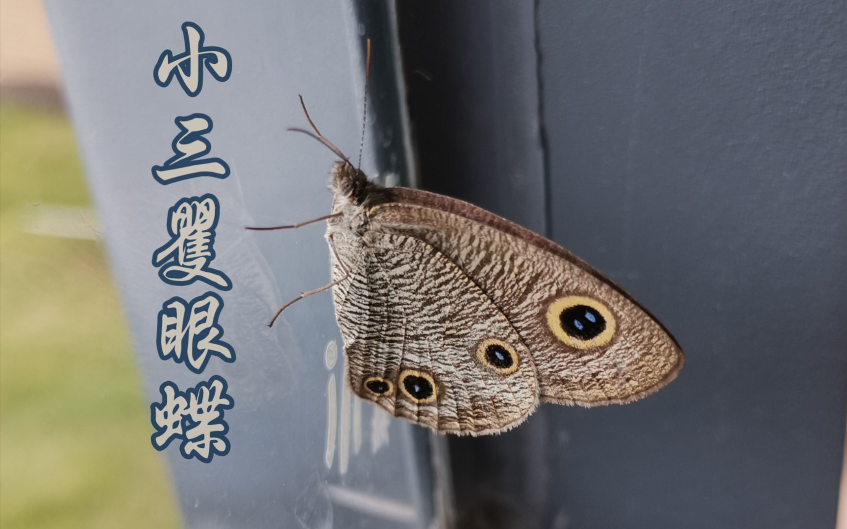 【昆虫】小三矍眼蝶