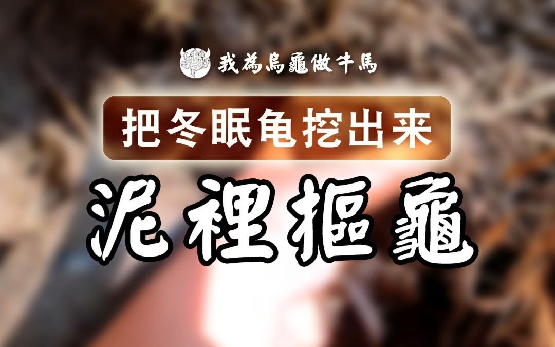 冬眠的乌龟都挖出来晒晒吧!哔哩哔哩bilibili