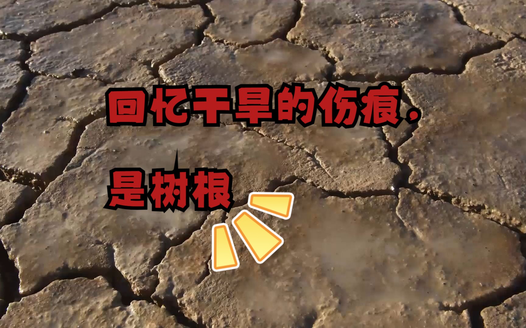 树木年轮告诉你的干旱密码哔哩哔哩bilibili