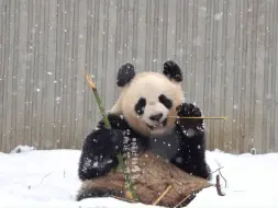 当思雪遇上卧龙大雪