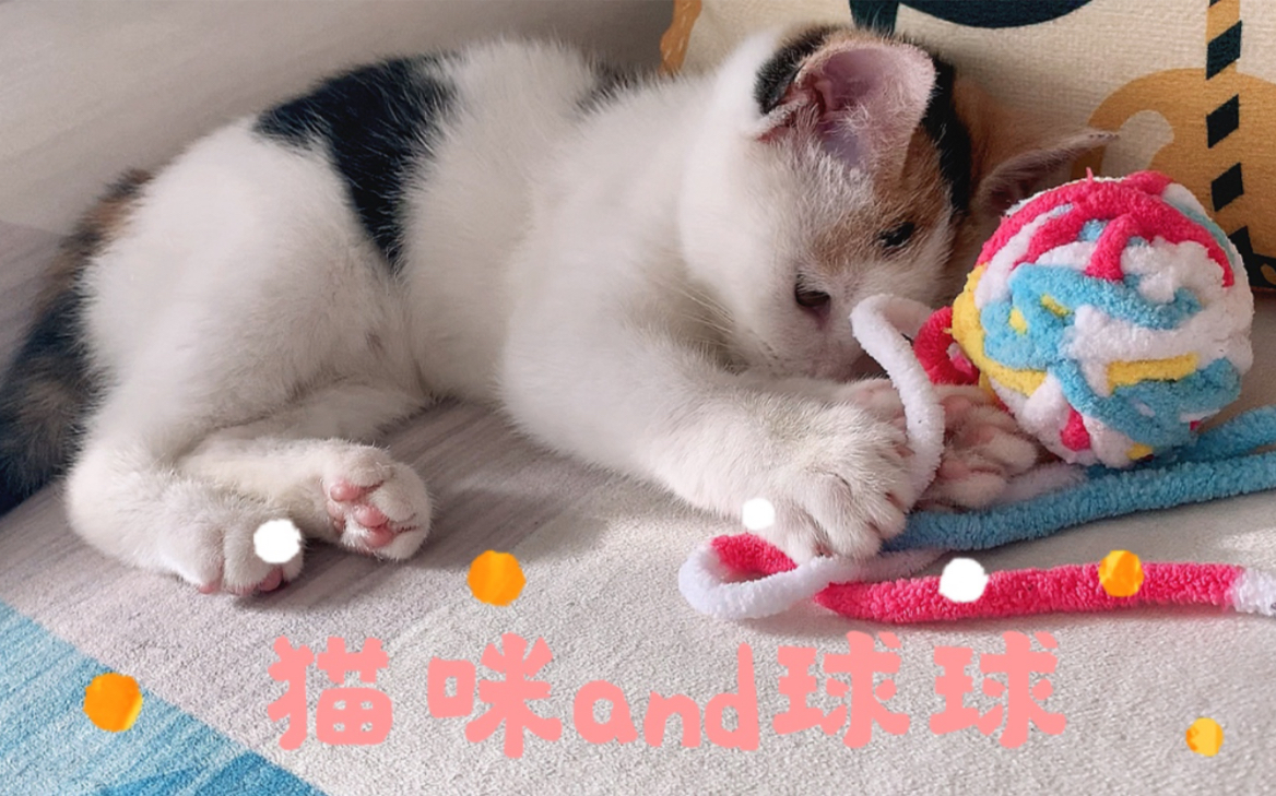 爱和毛线球玩耍的猫咪,给你一整个夏天的治愈!