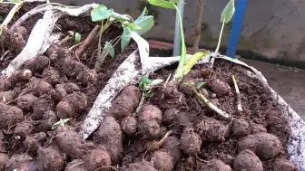 Скачать видео: 用编织袋在家种植芋头，不仅产量喜人，还非常有创意