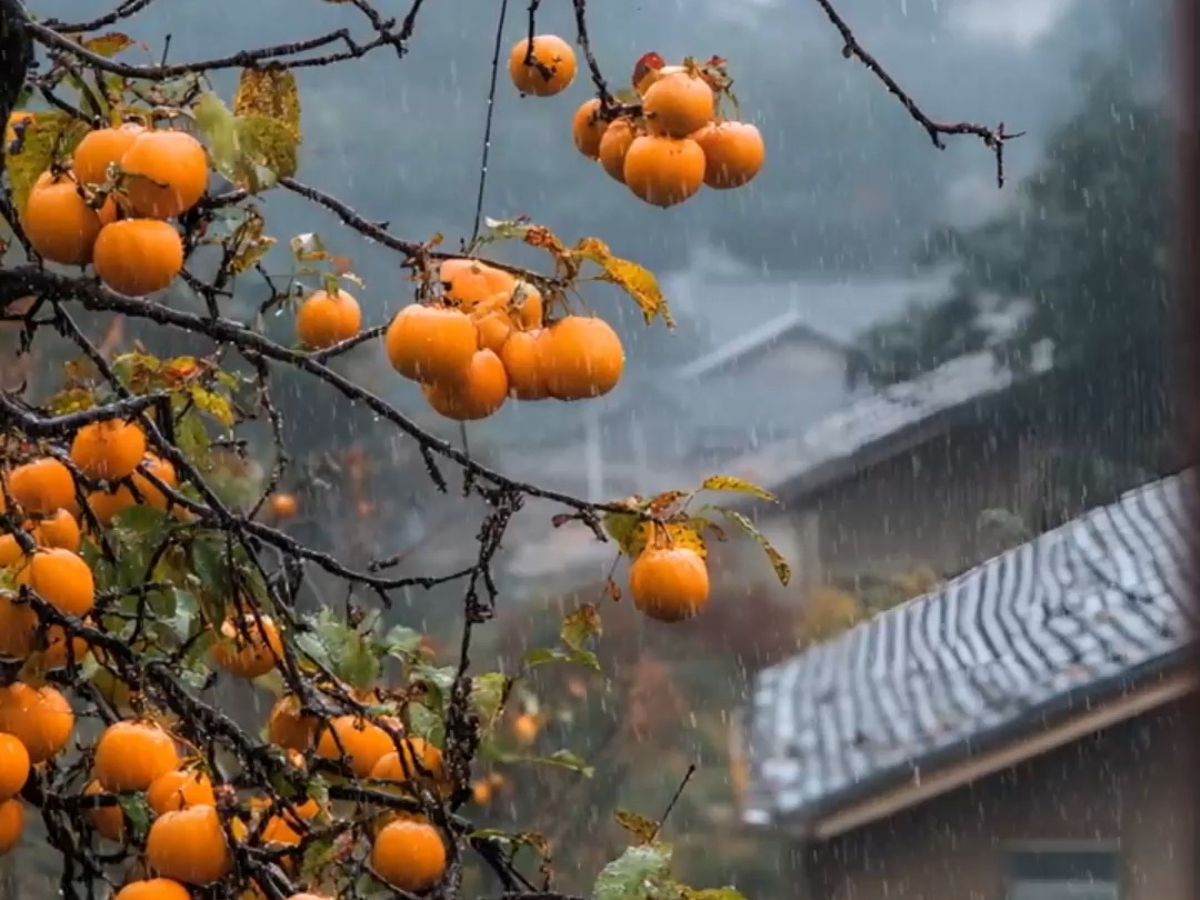 为什么要读书,因为看到这雨打柿树你会说:“秋.去冬来万物休,唯有柿子挂灯笼.”而不是这句“卧槽”这柿子滴了当啷真好看!哔哩哔哩bilibili