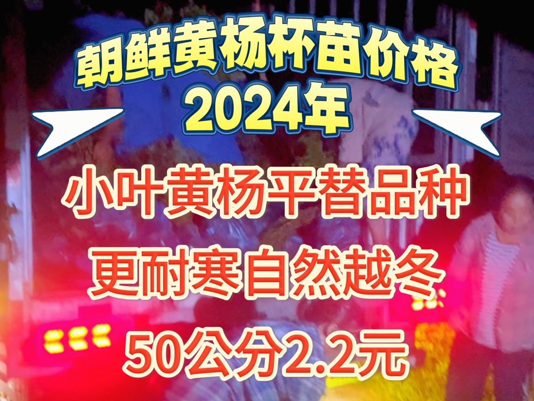 朝鲜黄杨价格,2024年保定产地参考成交报价哔哩哔哩bilibili