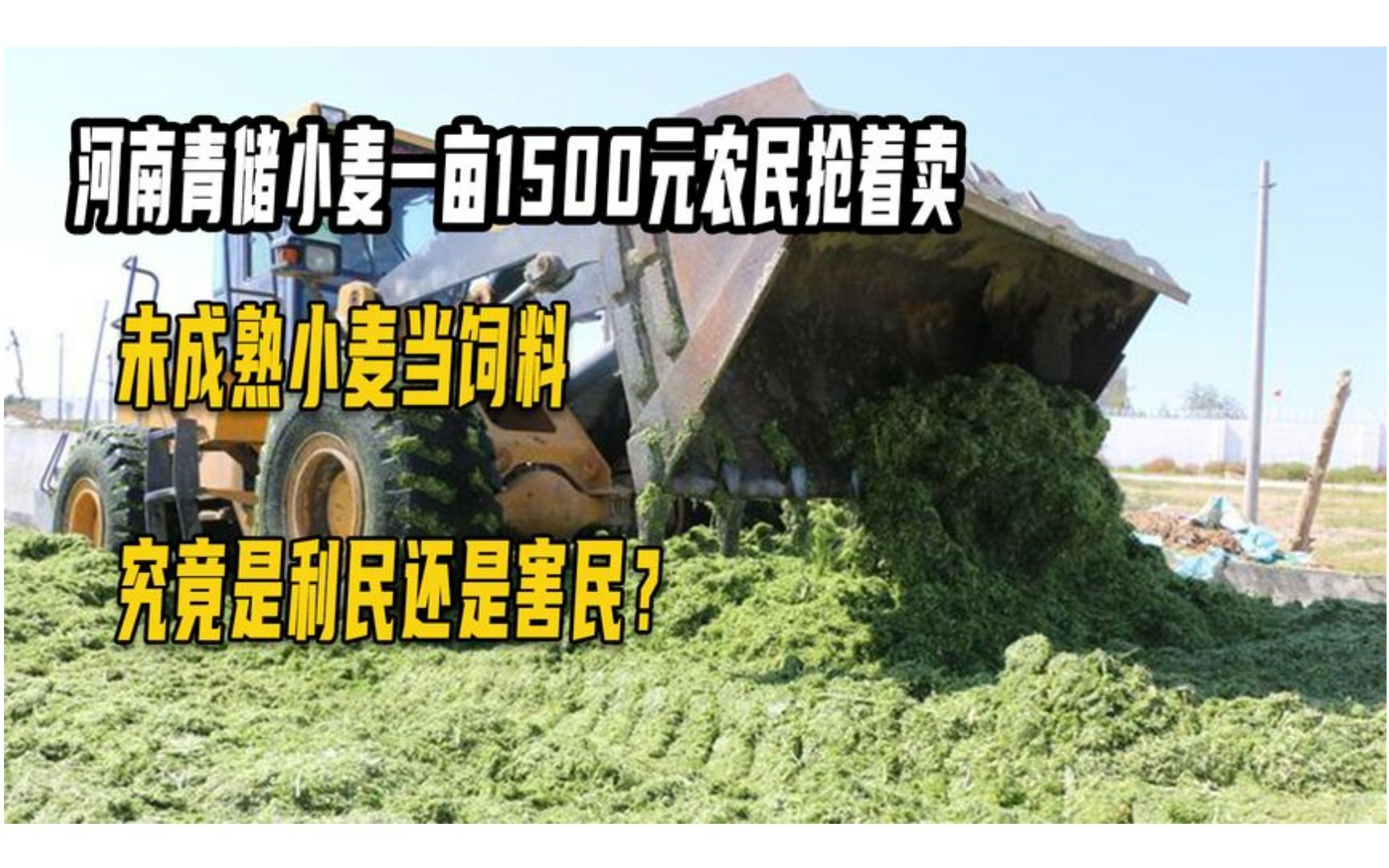 河南青储小麦一亩1500元,未成熟小麦当饲料,究竟是利民还是害民哔哩哔哩bilibili