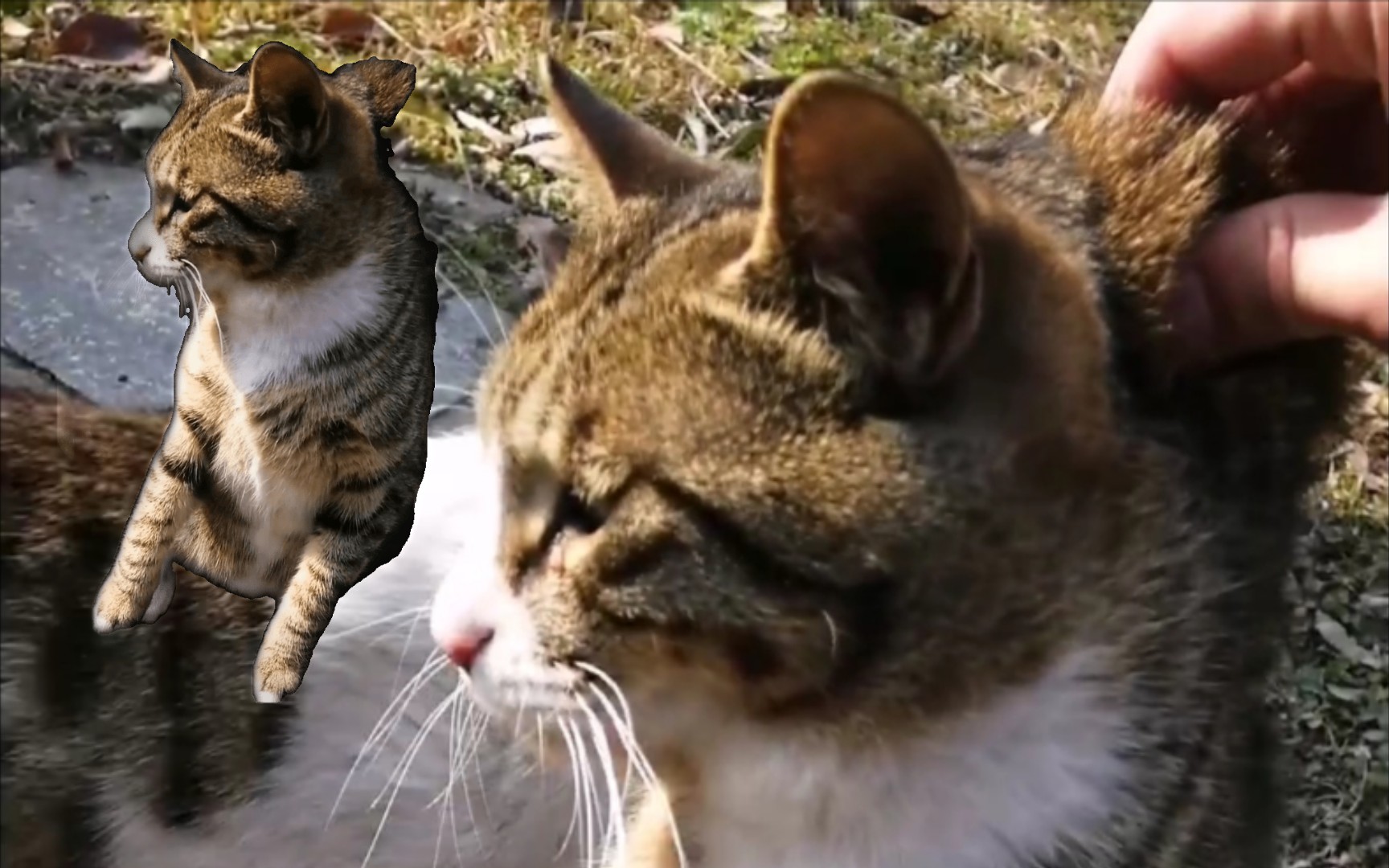 试图把猫提溜起来,但太肥了