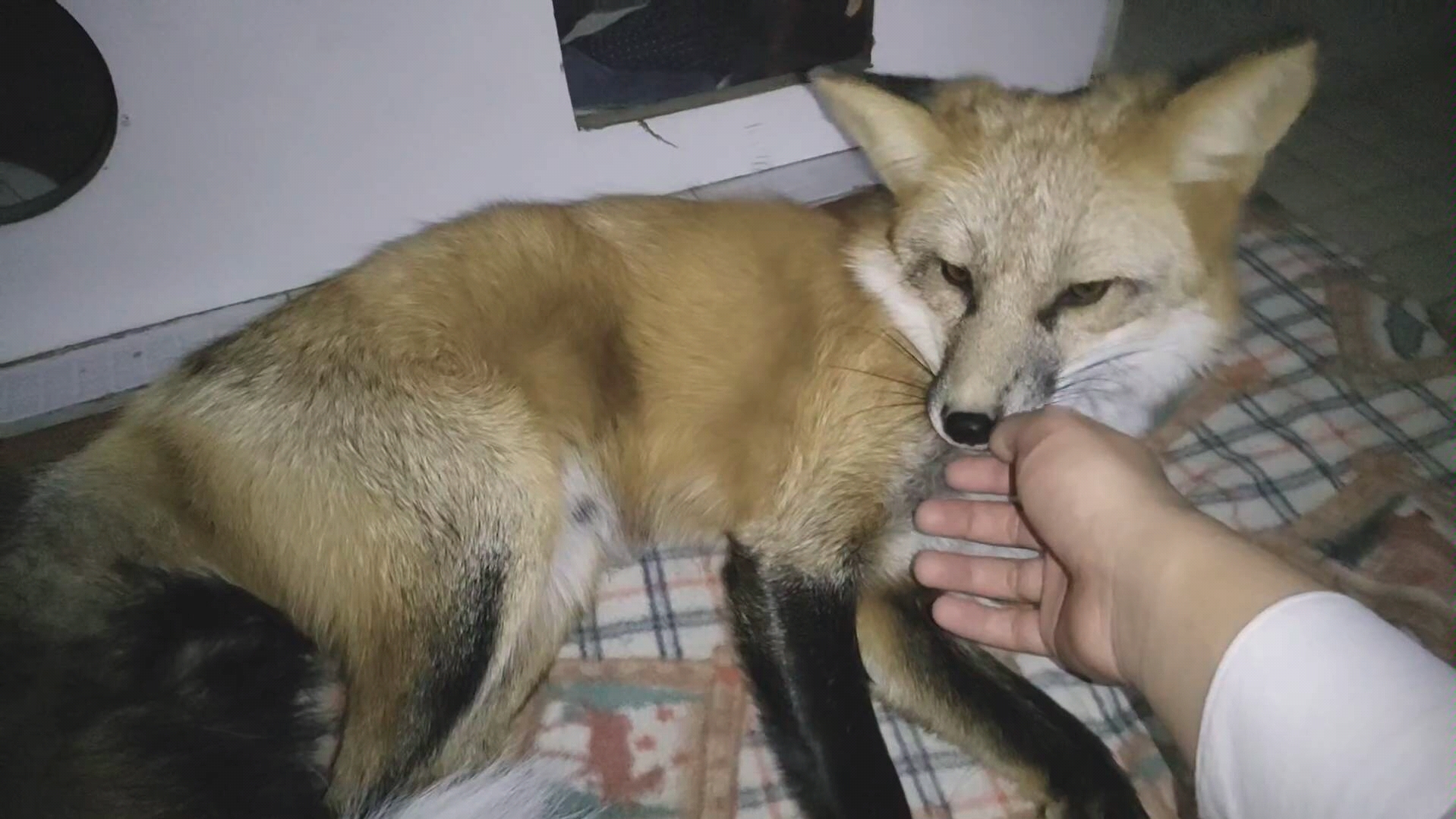 【取个狐狸精当老婆】夜间福利,舔狐一只「狐狸初九」- 狐狸精是有