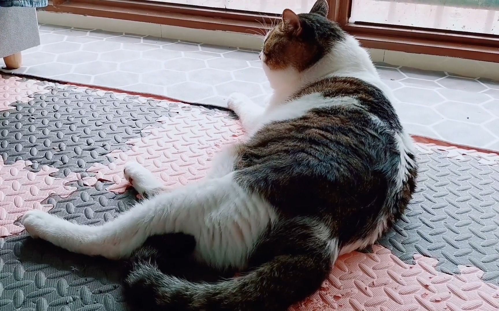 叫猫咪卧着它立马就躺下好的太听话太聪明可爱了