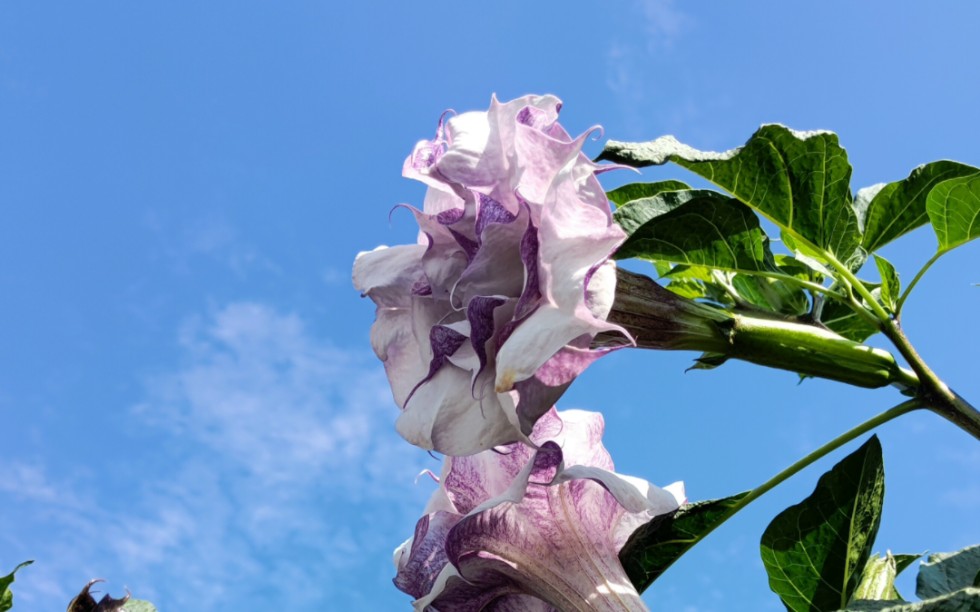 草本重瓣曼陀罗 紫色芭蕾舞演员杂