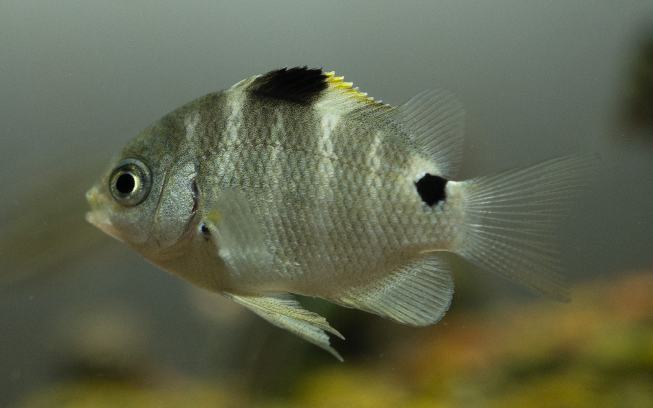 活动  梭地豆娘鱼(大概是这个名字)