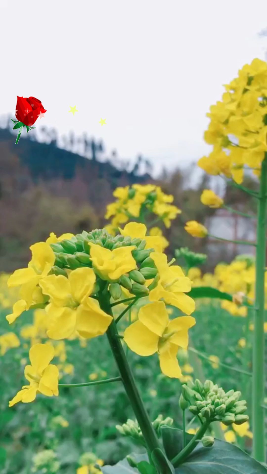 周一早安祝福视频送给亲爱的你哔哩哔哩bilibili