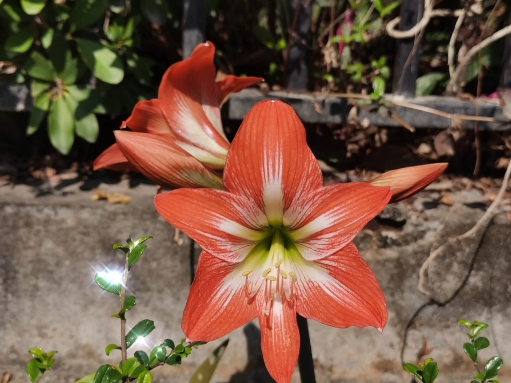 好想再去逛园子呀