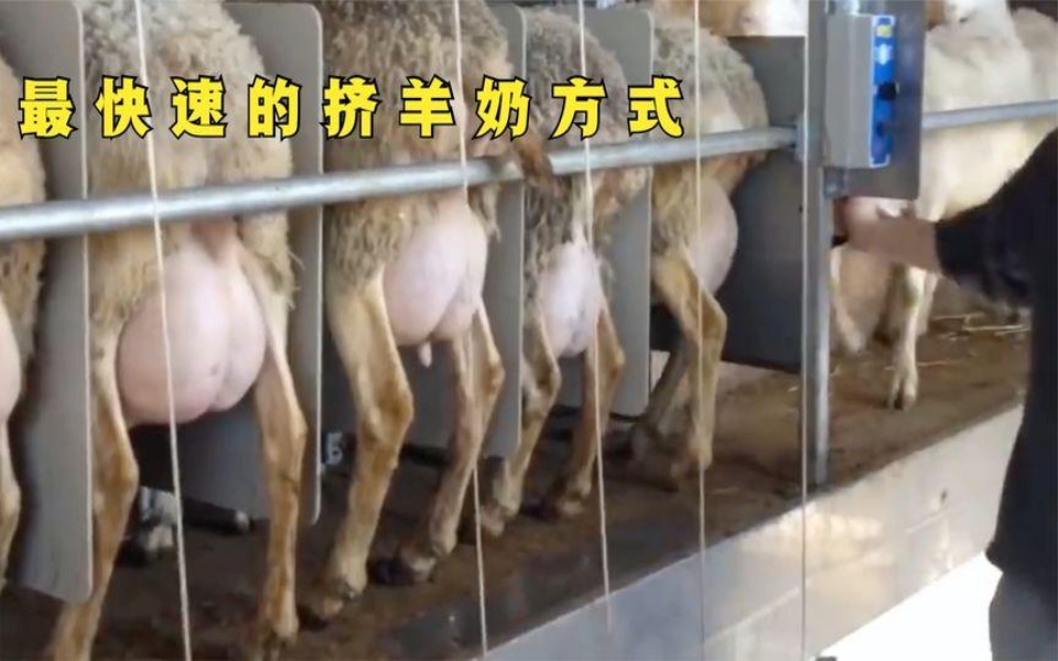最高速的挤奶方式,排队队挤奶奶.如何做到让这些羊主动去排队?
