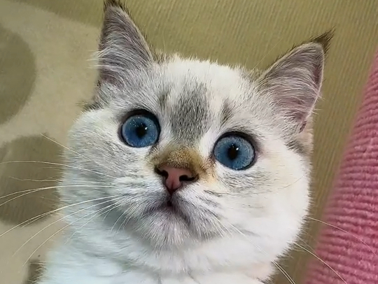 蓝眼猫咪的凝视 | 精选优质小奶猫