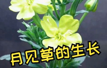 [图]月见草的生长