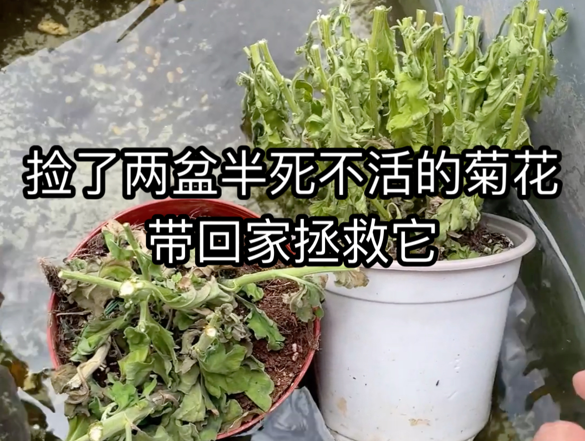 花市翻垃圾翻到两盆半死不活的菊花,带回家拯救它.哔哩哔哩bilibili