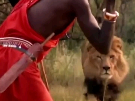 马赛人猎杀雄狮时刻,成年人的成年礼,硬杠,真的是牛掰,不愧是草原真的