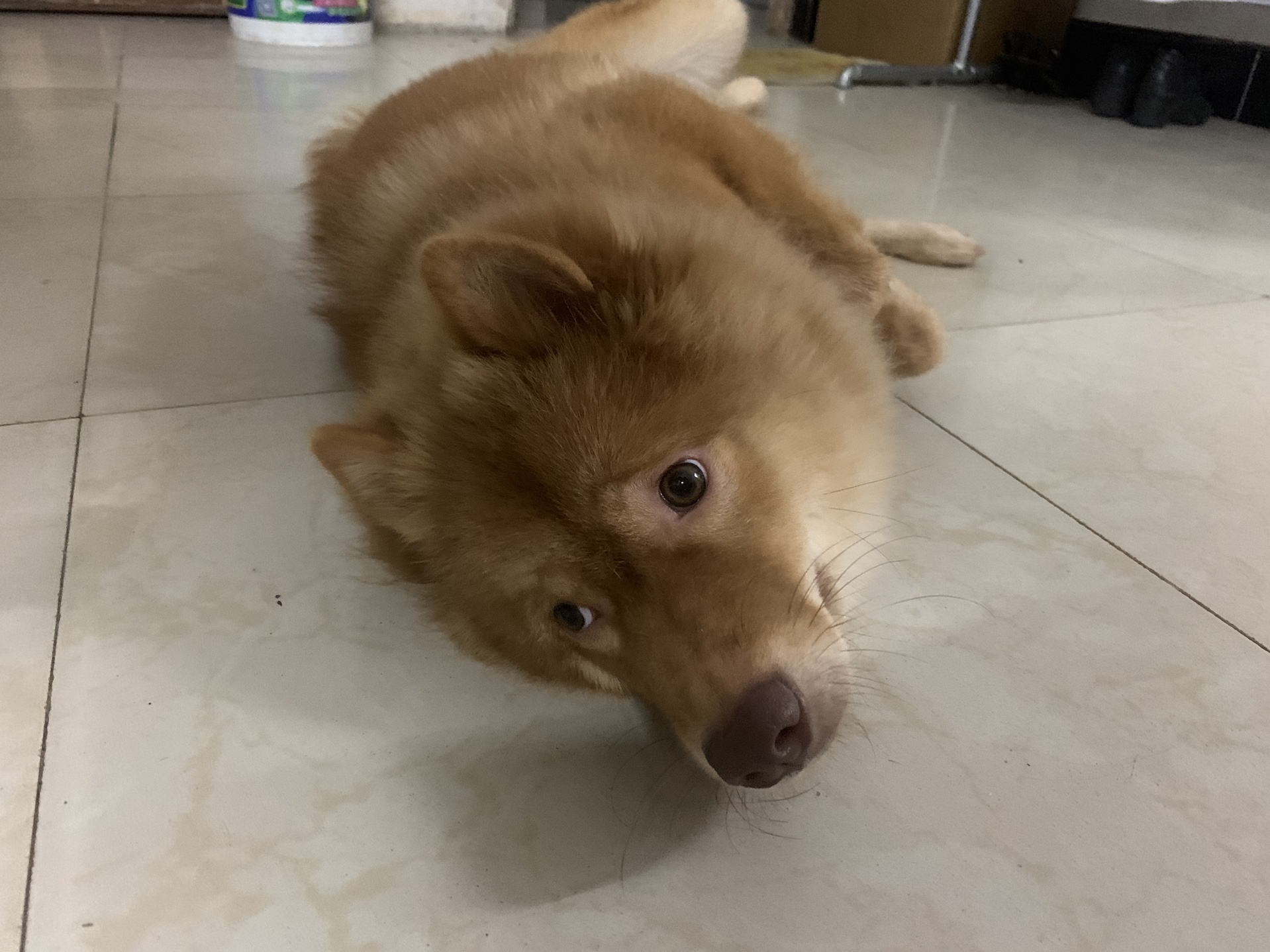 今天带大家认识一下九个月大的冬瓜