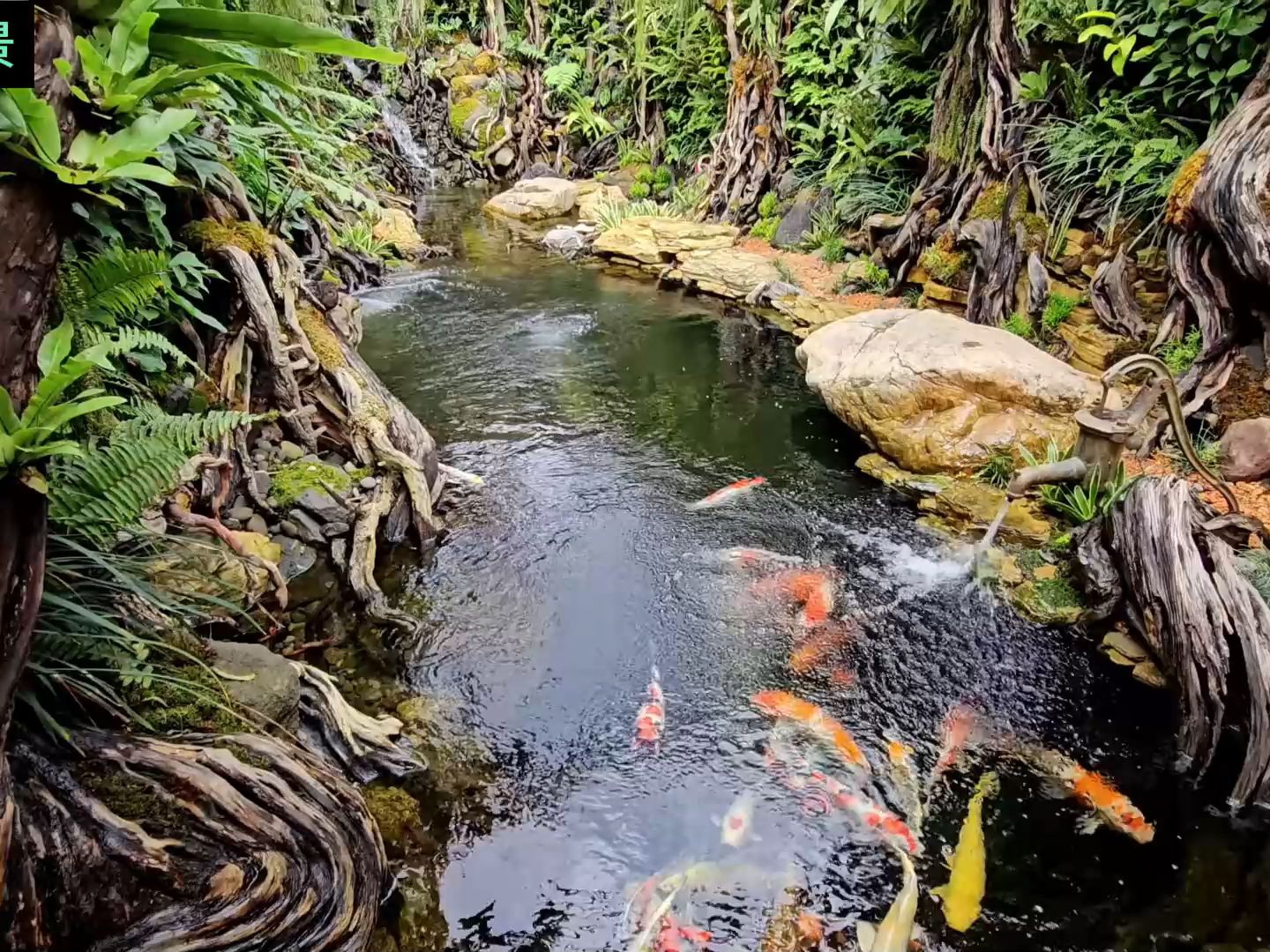 水族 国外鱼池造景-大田鱼-龟龟-哔哩哔哩视频