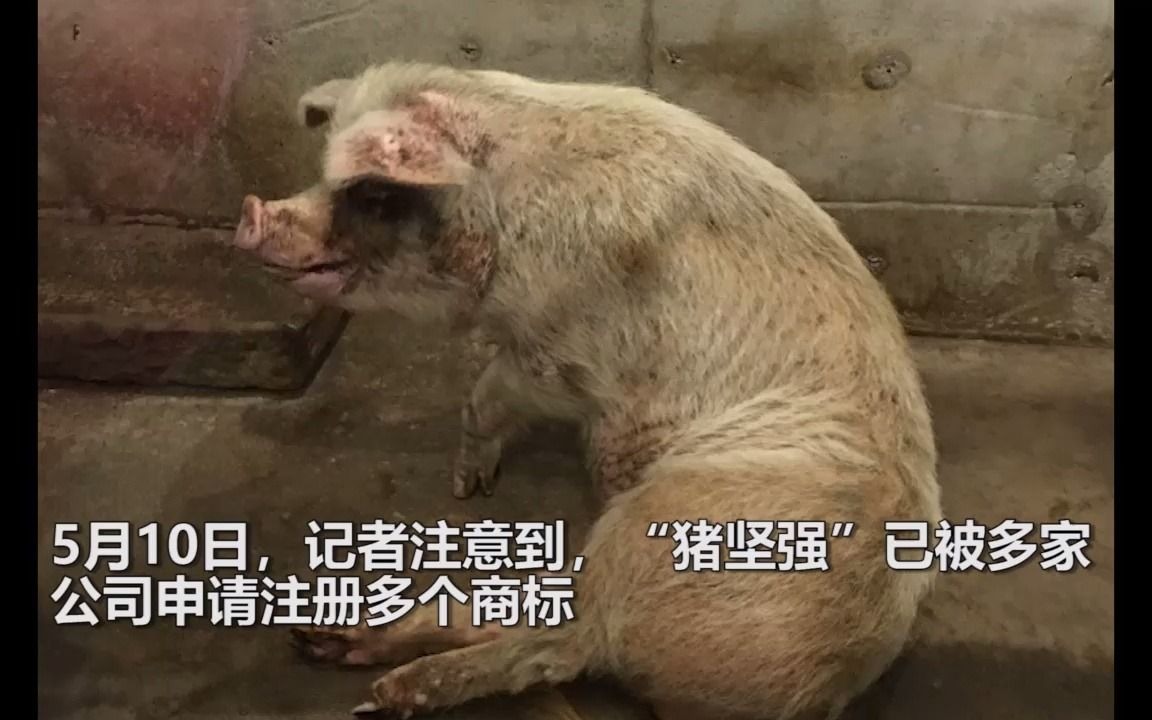 “猪坚强”被注册商标涉食品类 建川博物馆回应:该注册的商标我们已注册哔哩哔哩bilibili