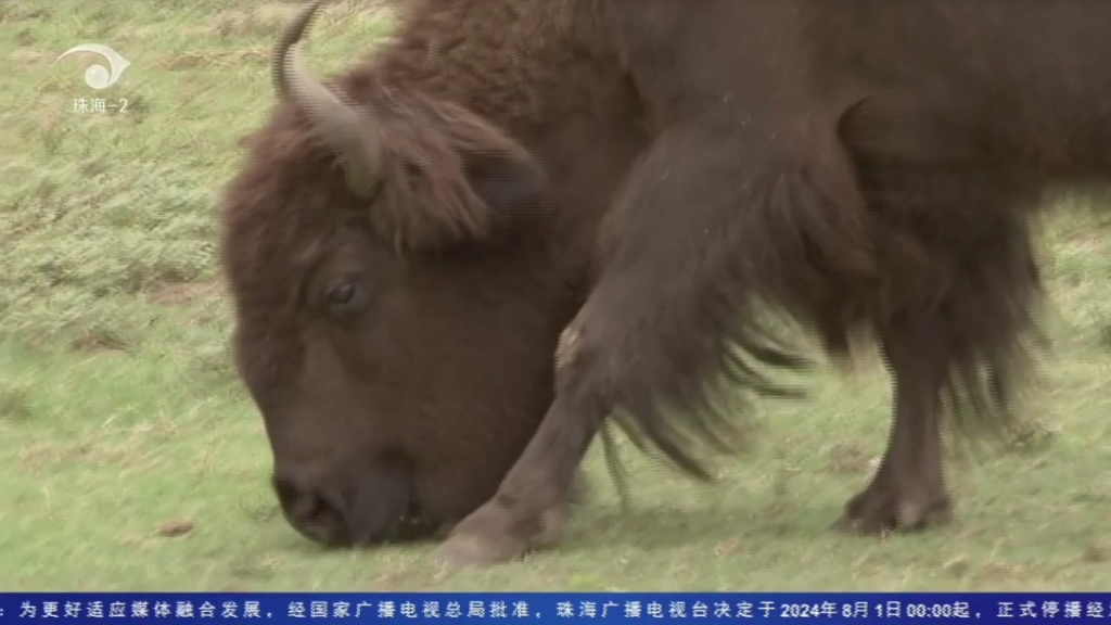 奇趣大自然纪录片全集图片