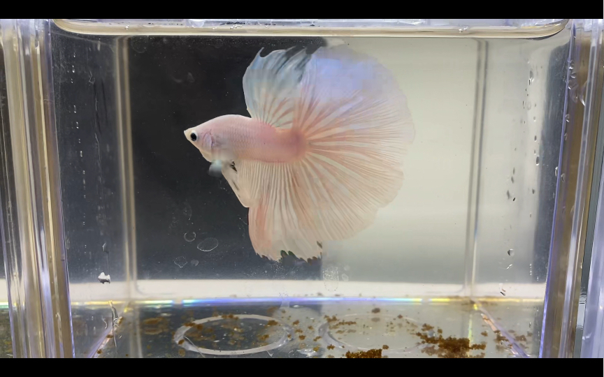 白色荧光,这条是真爱