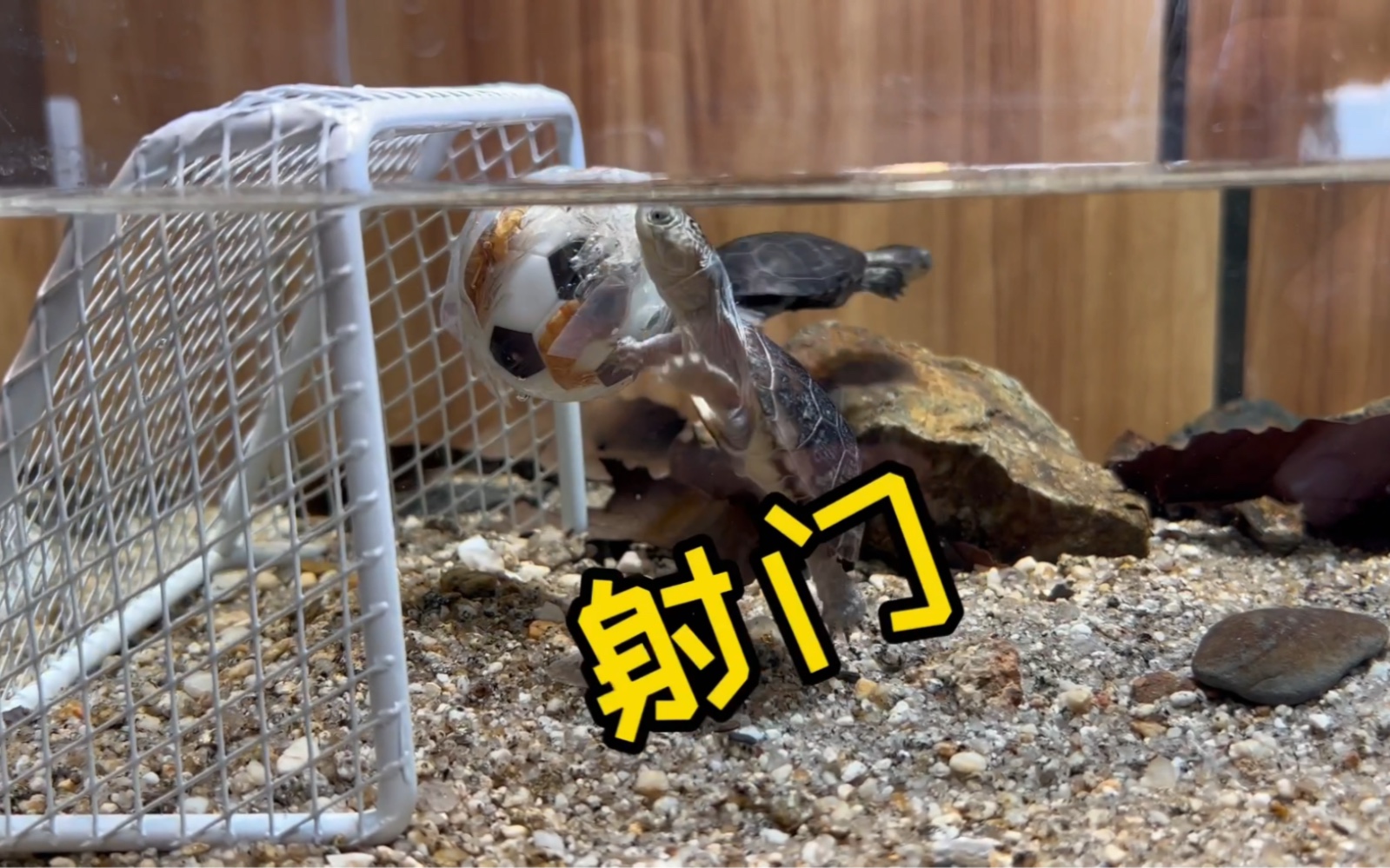 仰泳龟的新技能~-一木一叶造景-老李-一木一叶造景-老李-哔哩哔哩视频