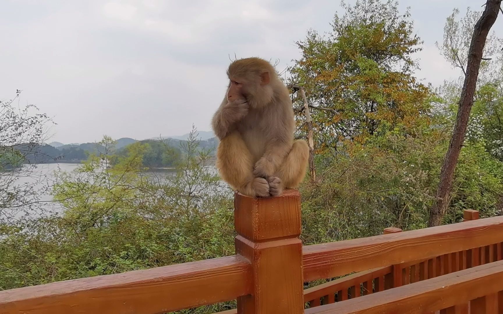 仁寿黑龙滩蟠桃岛上猴大王_哔哩哔哩_bilibili