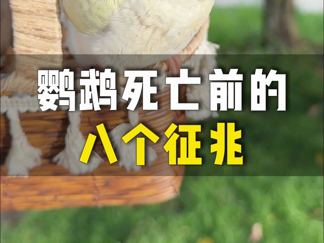 养鸟人一定要了解的鹦鹉死前8个征兆!