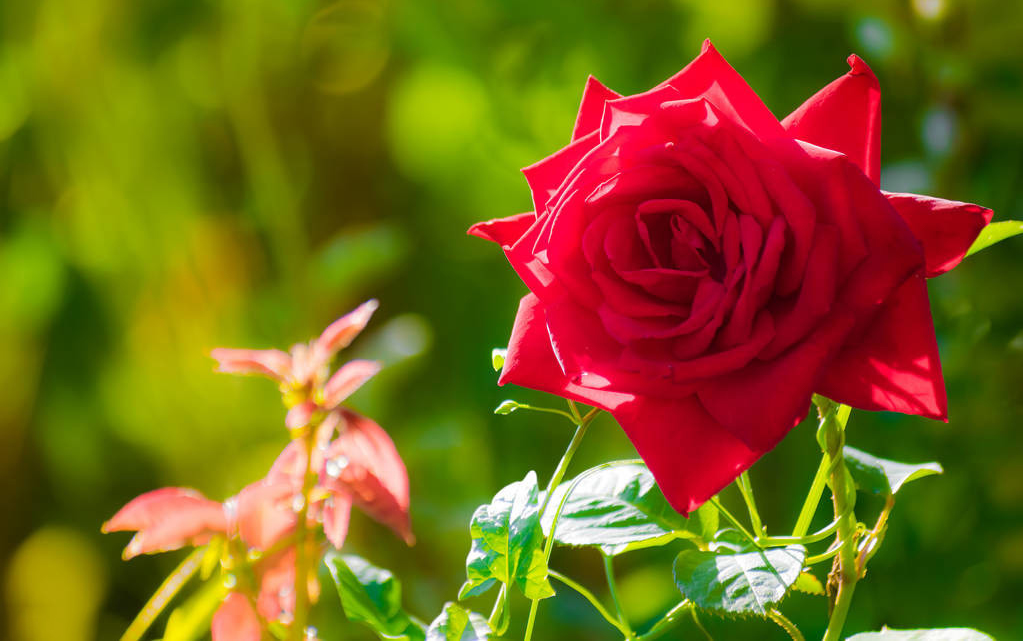 [图]夏至！送你一首《夏日最后的玫瑰》