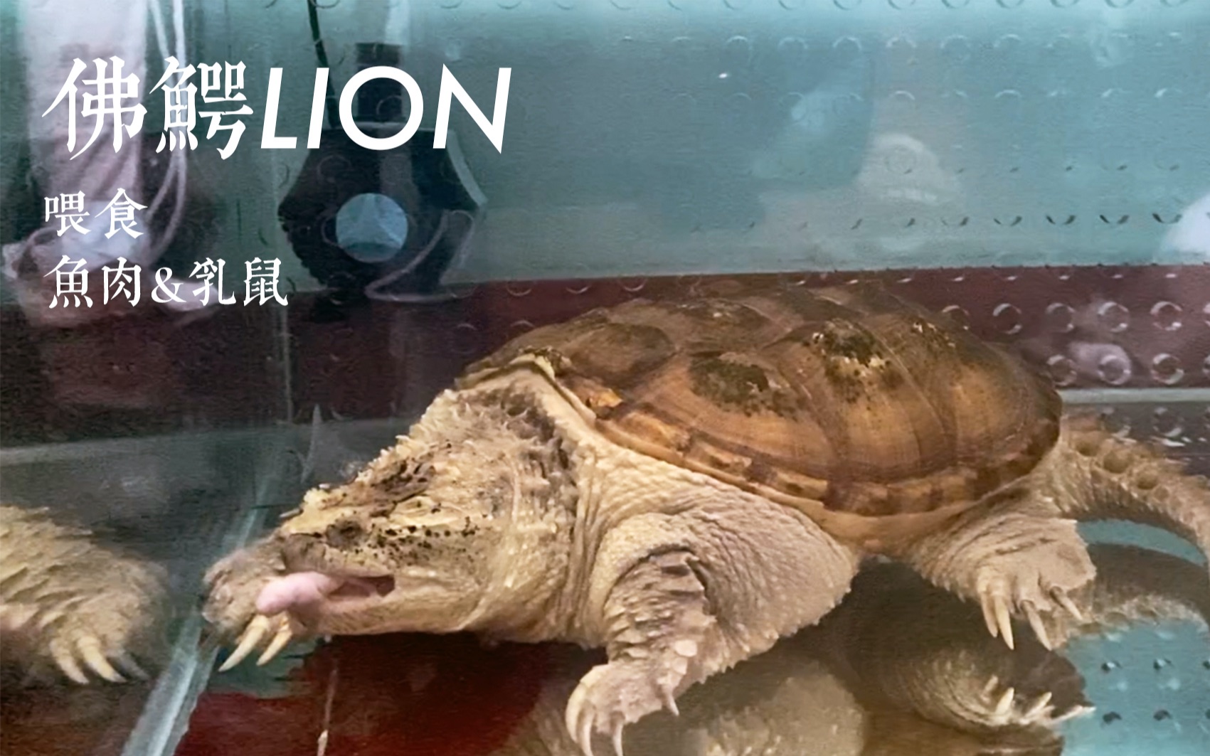 佛鳄lion状态顶级的佛罗里达拟鳄龟到底有多主动接食佛鳄龟lion喂食