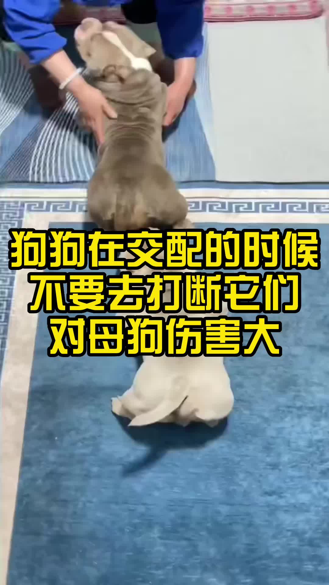 狗狗在交配的时候,不要去打断它们,对母狗伤害大!哔哩哔哩bilibili