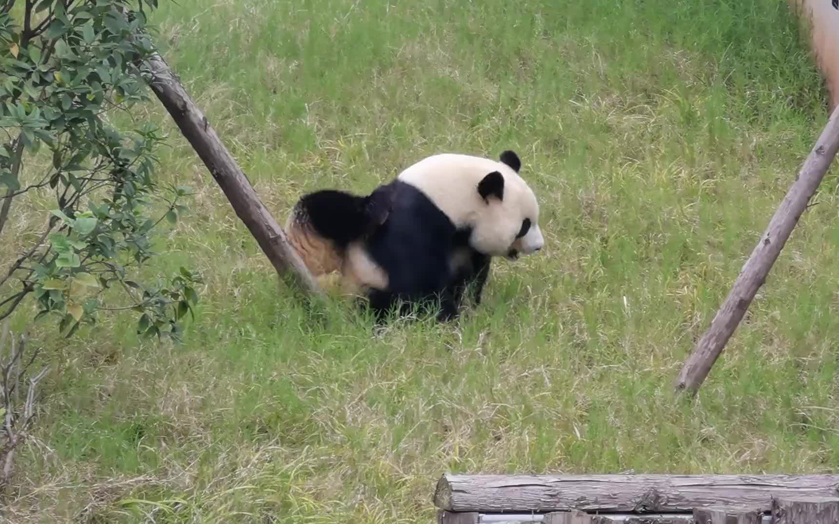 成年大熊猫的叫声原来是这样的???哔哩哔哩bilibili