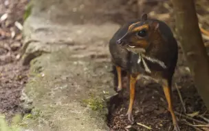 Tải video: 波蘭動物園2022年成功繁殖了珍稀的菲律賓鼷鹿