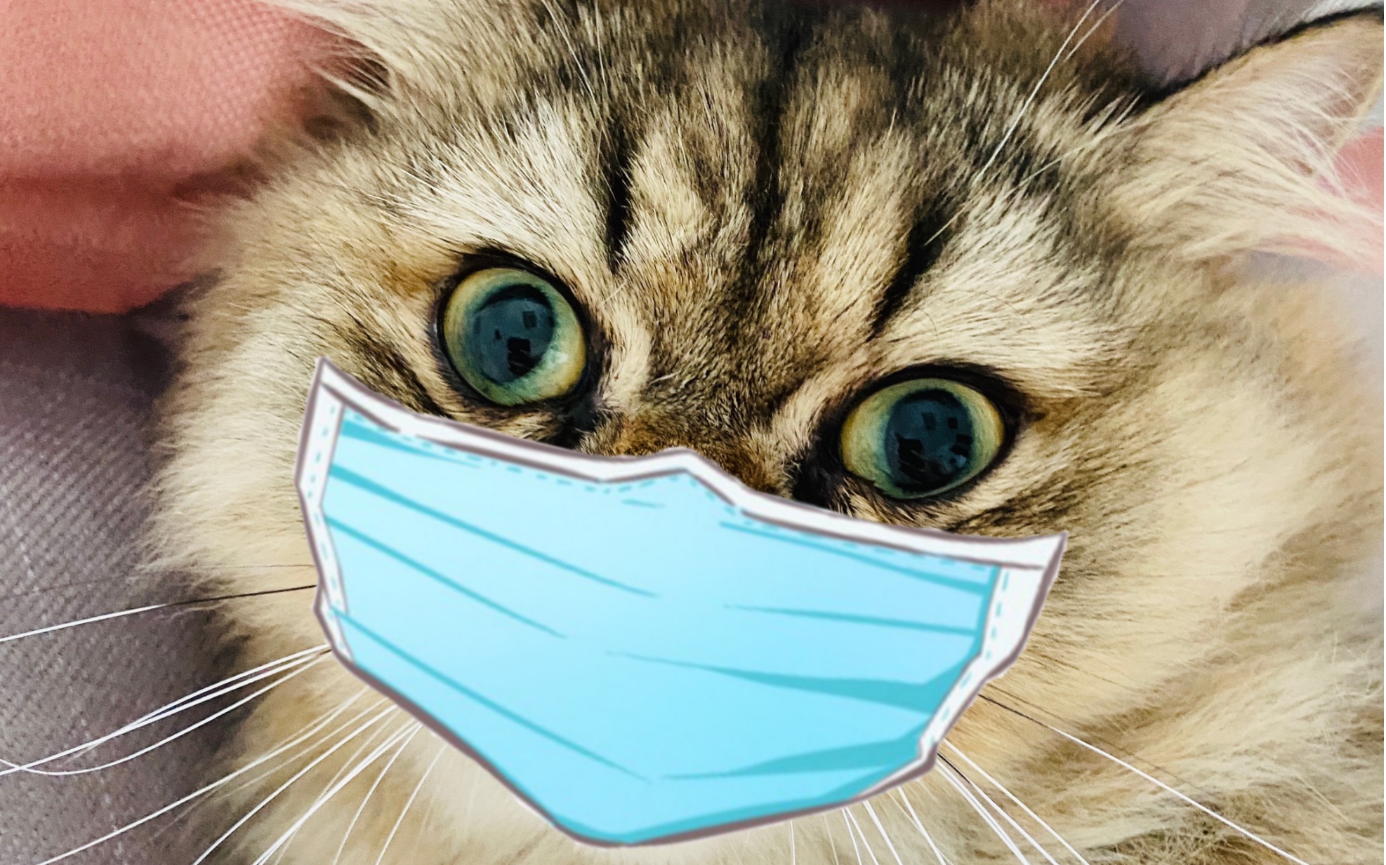 猫咪的口罩戴法